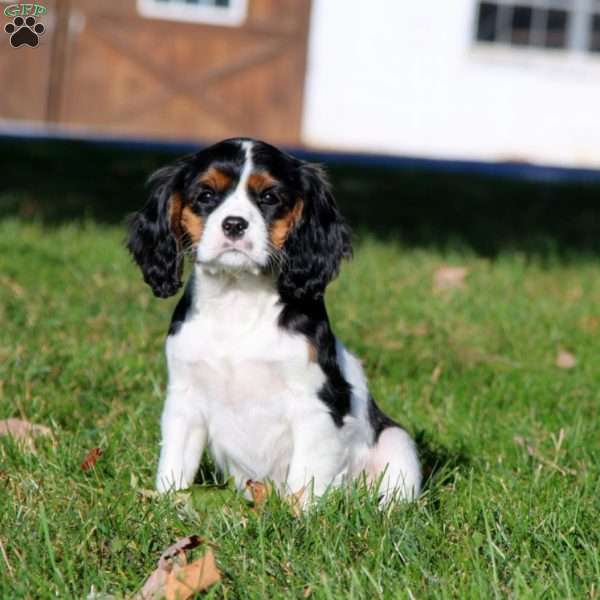 Pansy, Cavalier King Charles Spaniel Puppy