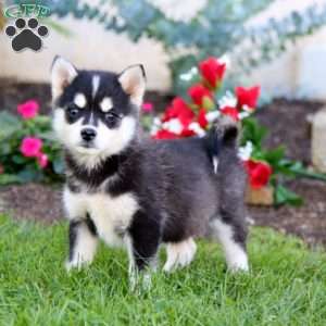 Pansy, Pomsky Puppy