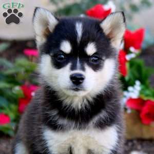 Pansy, Pomsky Puppy