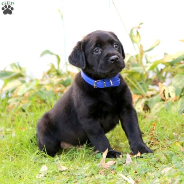 Panther, Black Labrador Retriever Puppy