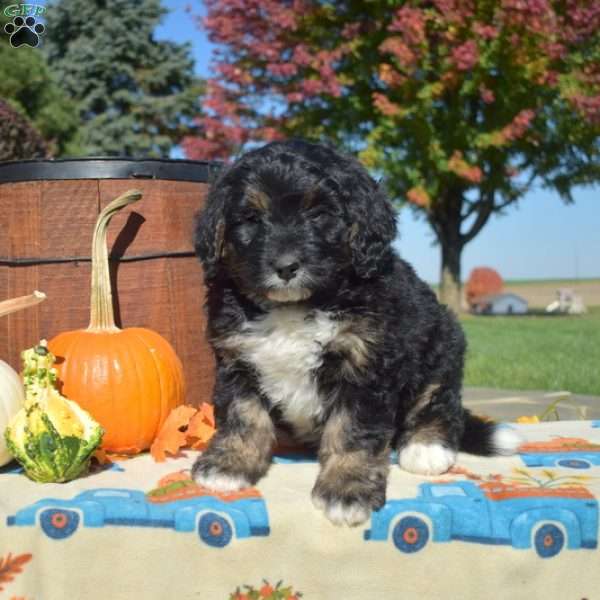 Parker, Bernedoodle Puppy