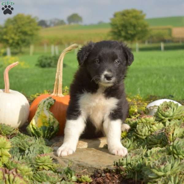 Parker, Border Collie Puppy