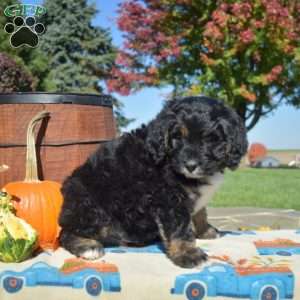 Parker, Bernedoodle Puppy