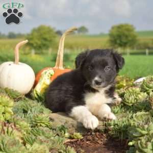 Parker, Border Collie Puppy