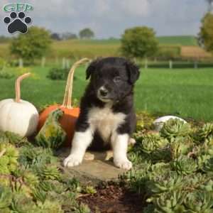 Parker, Border Collie Puppy