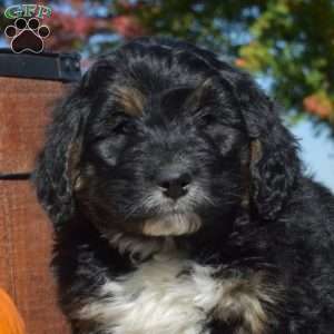 Parker, Bernedoodle Puppy