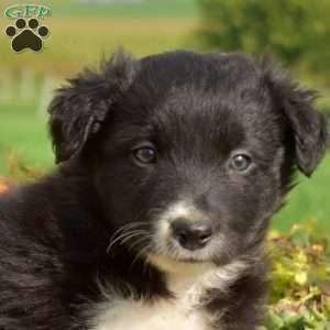 Parker, Border Collie Puppy