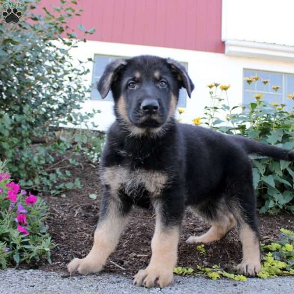 Parker, German Shepherd Puppy