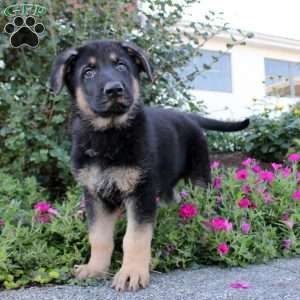 Parker, German Shepherd Puppy