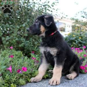 Parker, German Shepherd Puppy