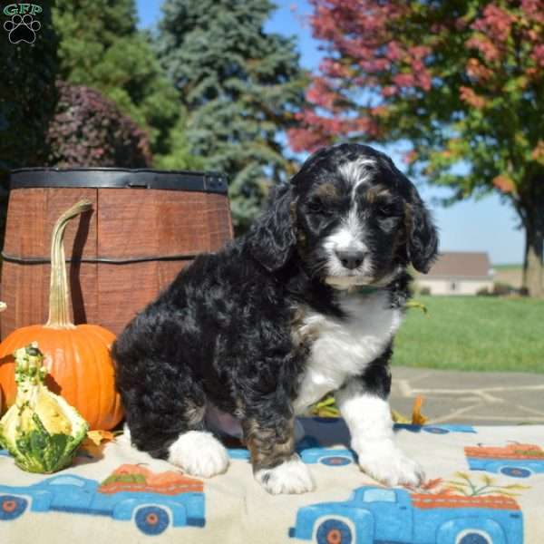 Patch, Bernedoodle Puppy