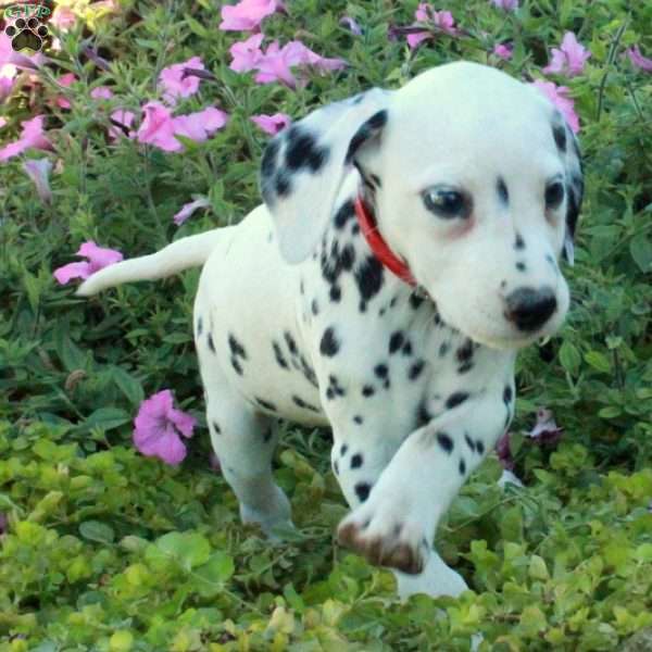 Patch, Dalmatian Puppy