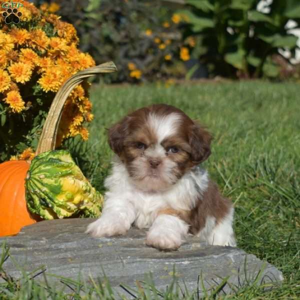 Patches, Shih Tzu Puppy