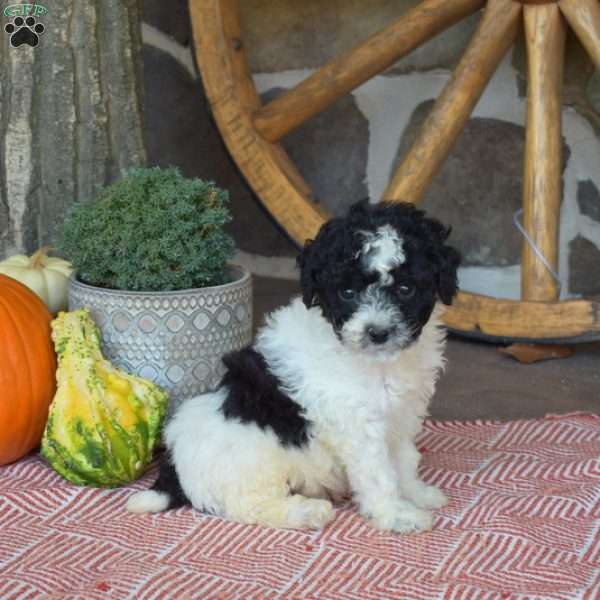 Patches, Miniature Poodle Puppy