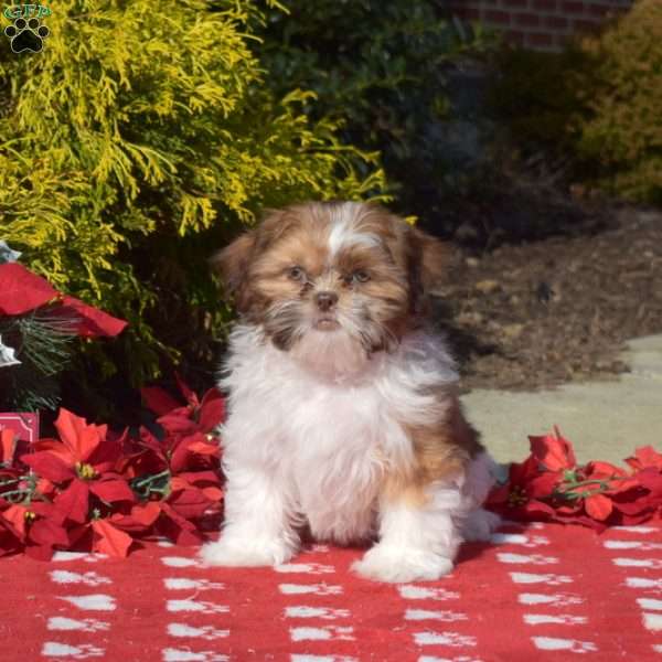 Patches, Shih Tzu Puppy