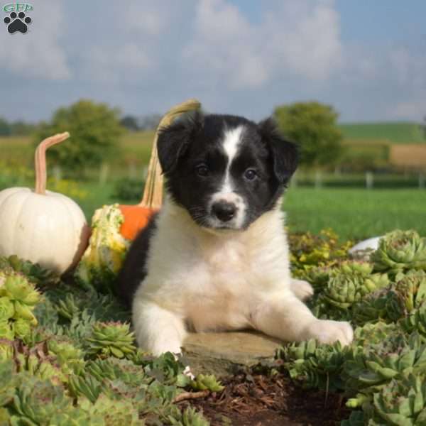 Patches, Border Collie Puppy