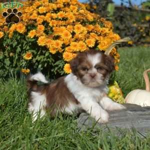 Patches, Shih Tzu Puppy