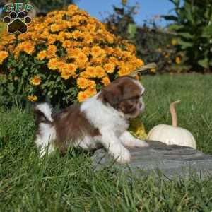 Patches, Shih Tzu Puppy