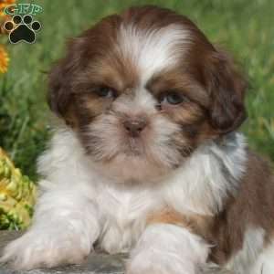 Patches, Shih Tzu Puppy