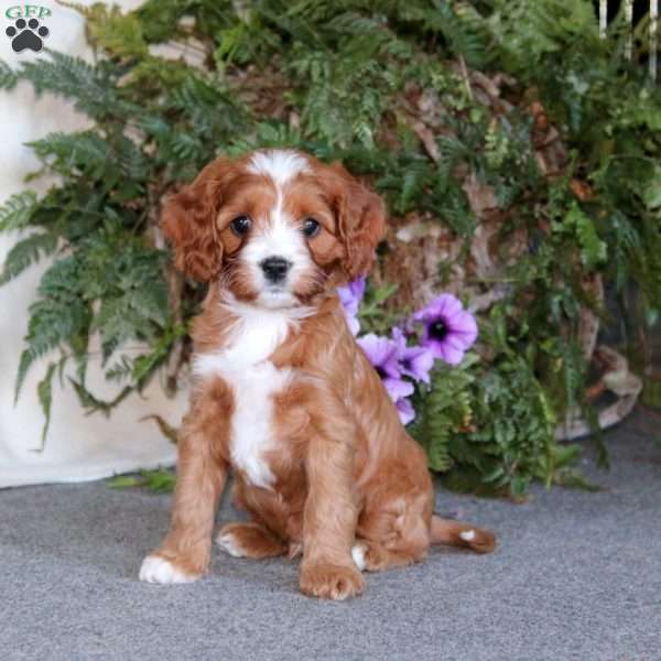 Patrick, Cavapoo Puppy