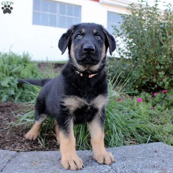 Patrick, German Shepherd Puppy