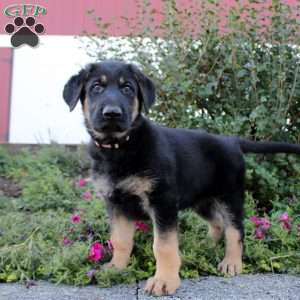 Patrick, German Shepherd Puppy