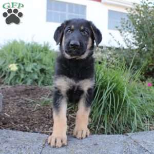 Patrick, German Shepherd Puppy