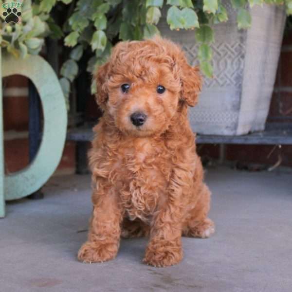 Patty, Cavapoo Puppy