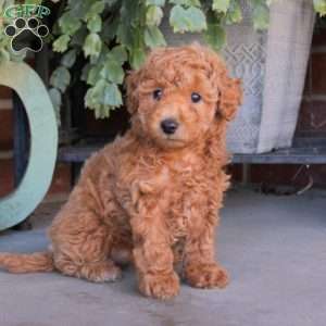 Patty, Cavapoo Puppy