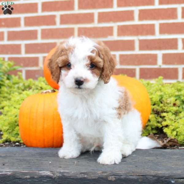 Paulo, Cavapoo Puppy