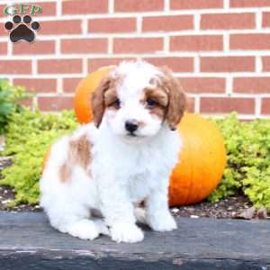 Paulo, Cavapoo Puppy