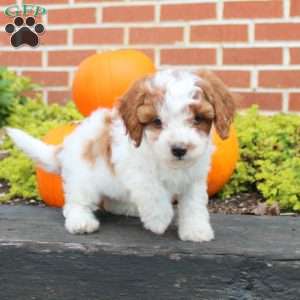 Paulo, Cavapoo Puppy