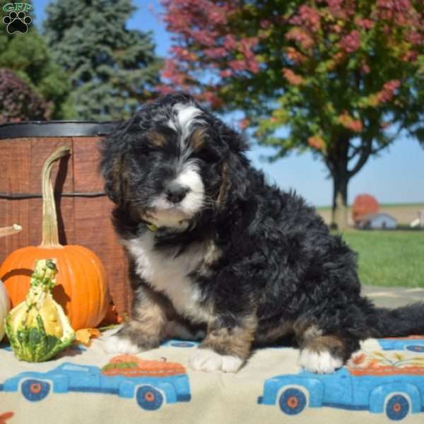 Paws, Bernedoodle Puppy