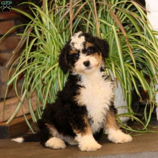 Peach, Mini Bernedoodle Puppy