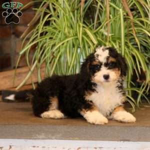 Peach, Mini Bernedoodle Puppy