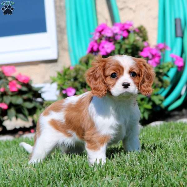 Peaches, Cavalier King Charles Spaniel Puppy