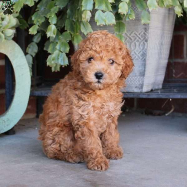 Peanut, Cavapoo Puppy