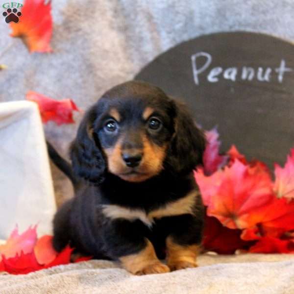 Peanut, Dachshund Puppy