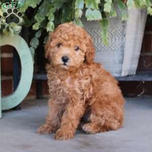 Peanut, Cavapoo Puppy