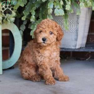 Peanut, Cavapoo Puppy