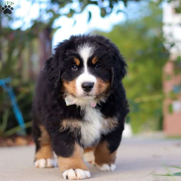 Pearl, Bernese Mountain Dog Puppy