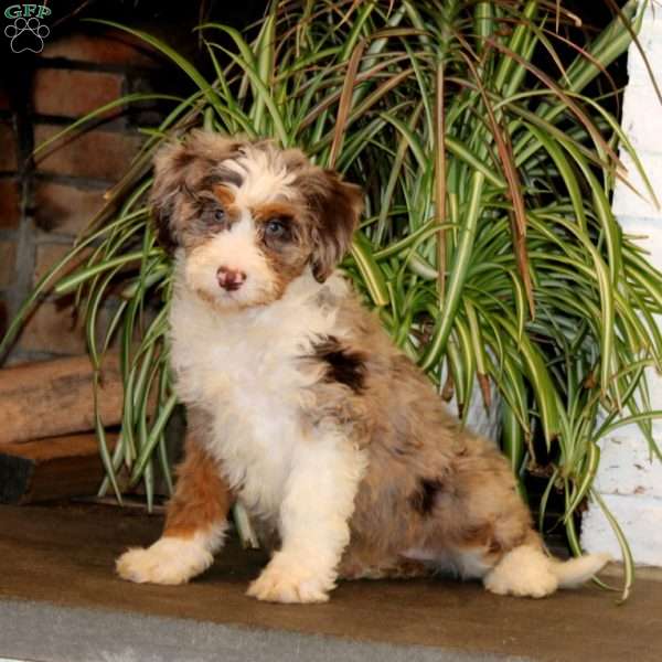 Pearl, Mini Bernedoodle Puppy