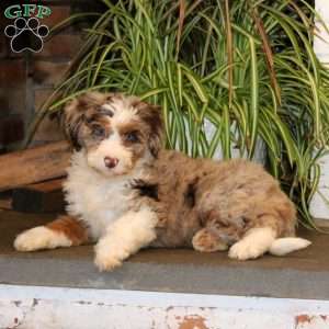 Pearl, Mini Bernedoodle Puppy