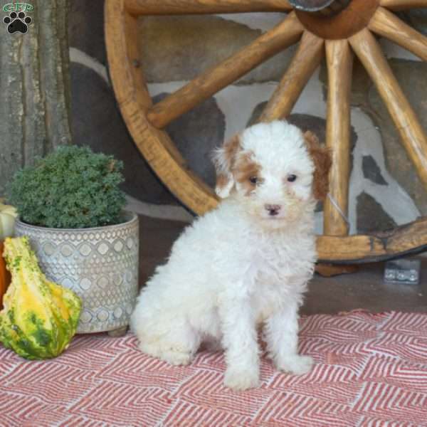 Pecan, Miniature Poodle Puppy