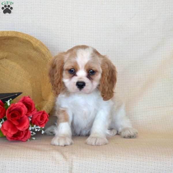 Pecan, Cavalier King Charles Spaniel Puppy