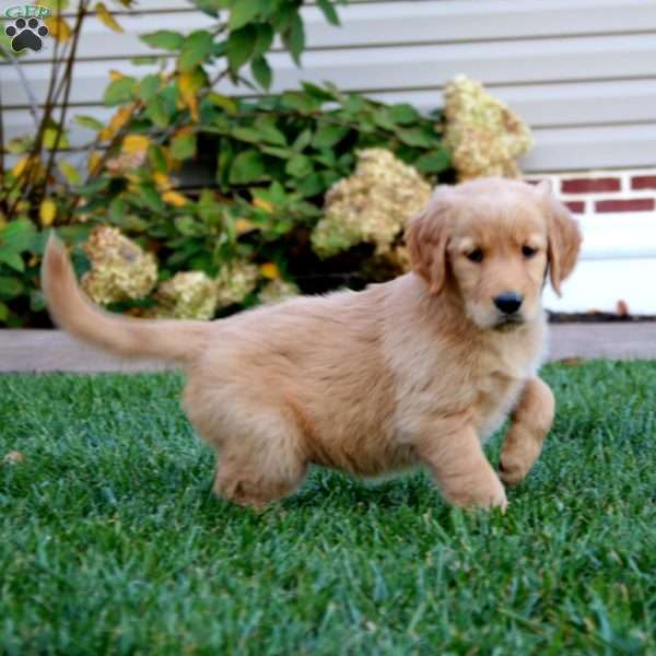 Peggy, Golden Retriever Puppy