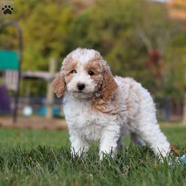 Penelope, Standard Poodle Puppy