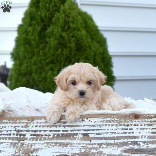 Penelope, Maltipoo Puppy