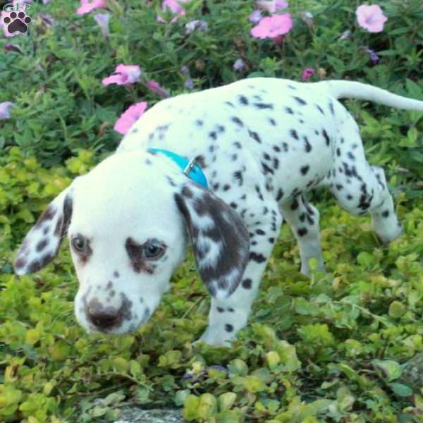 Penny, Dalmatian Puppy