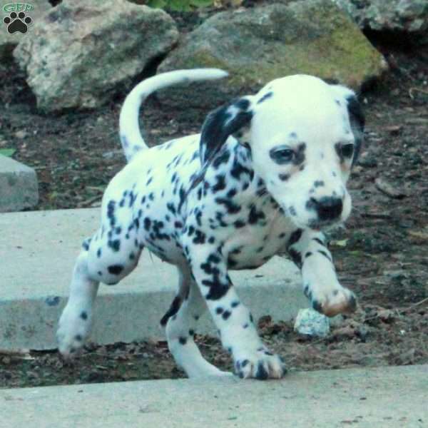 Pepper, Dalmatian Puppy